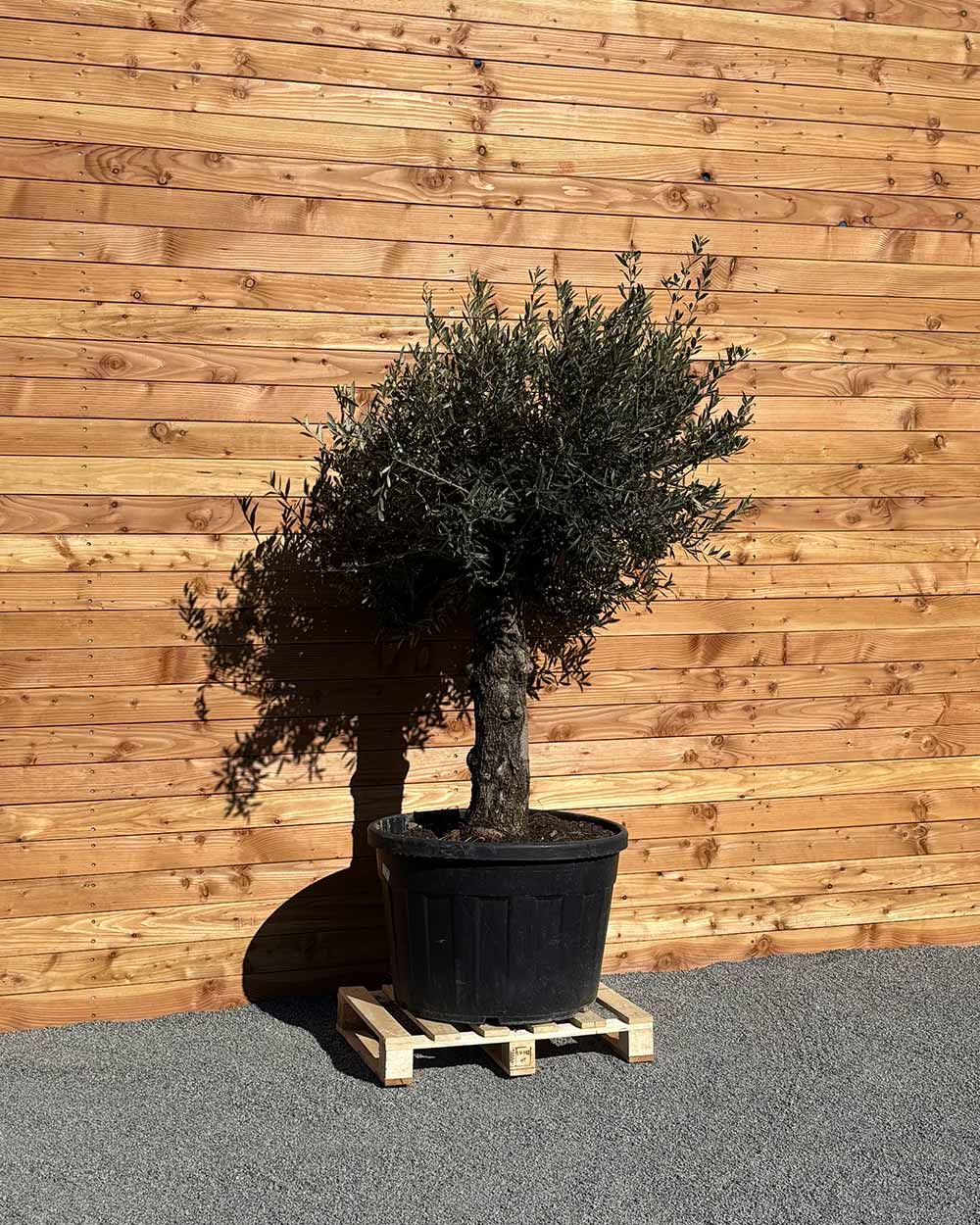 Olivenbaum „Elegante“ (F14)