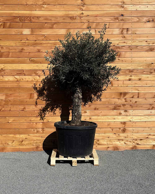 Olivenbaum „Elegante“ (F14)