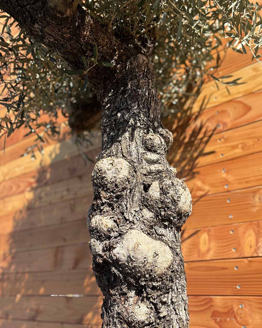 Olivenbaum „Elegante“ (F15)