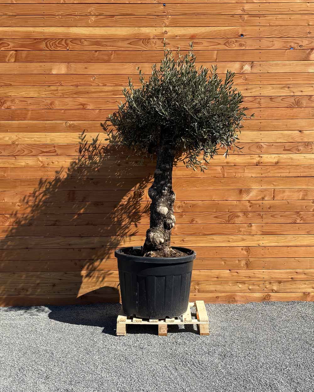 Olivenbaum „Elegante“ (F15)