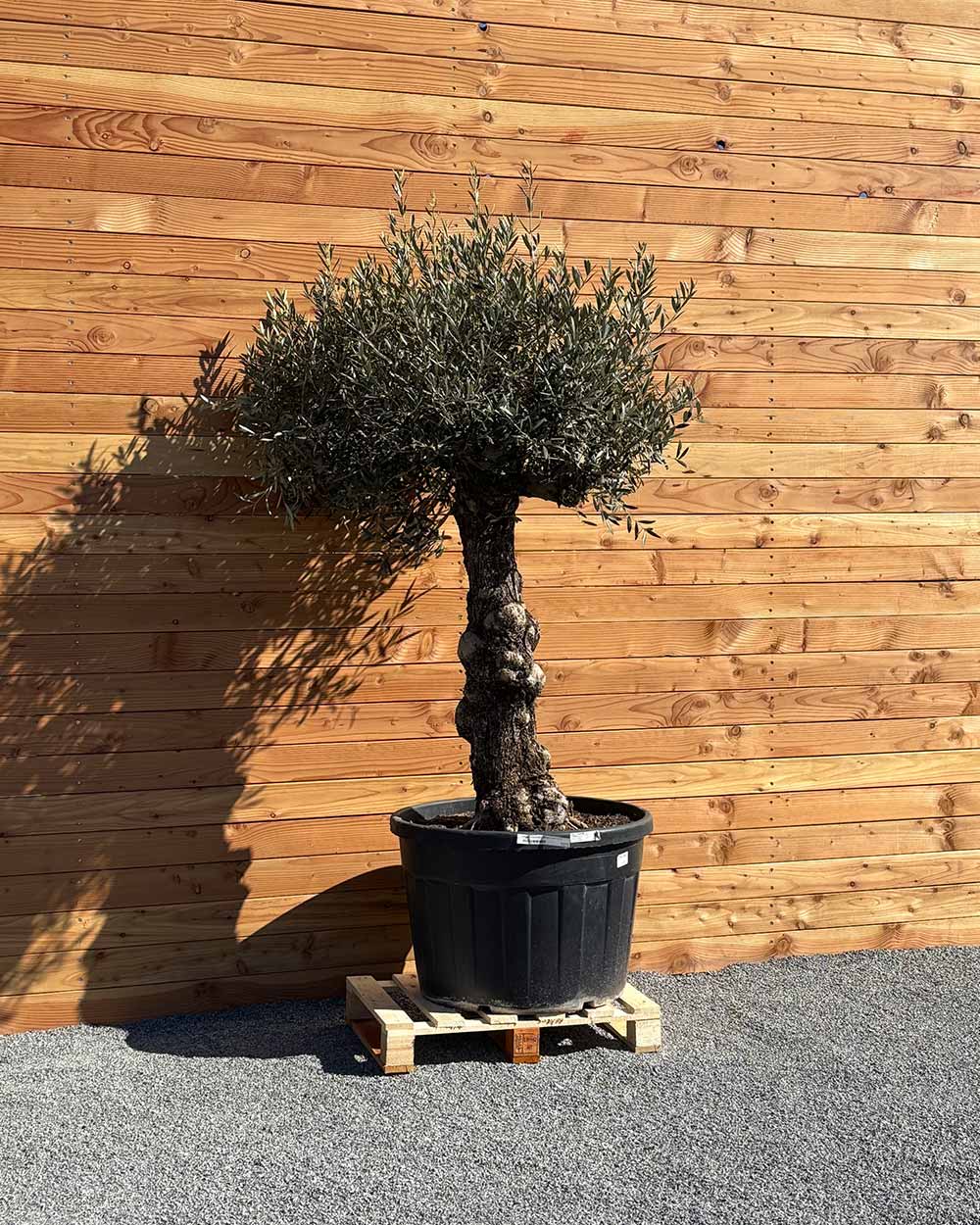 Olivenbaum „Elegante“ (F15)