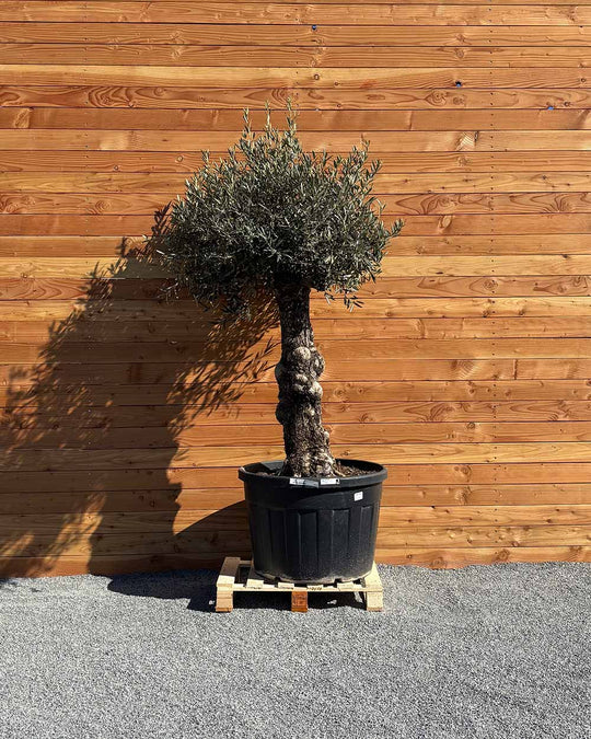 Olivenbaum „Elegante“ (F15)