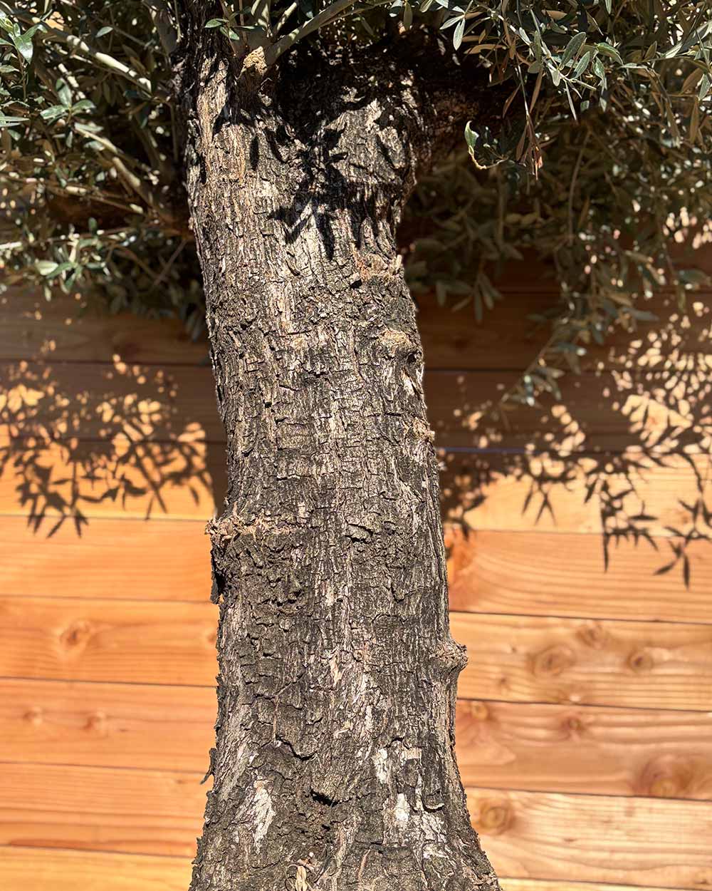 Olivenbaum „Elegante“ (F17)