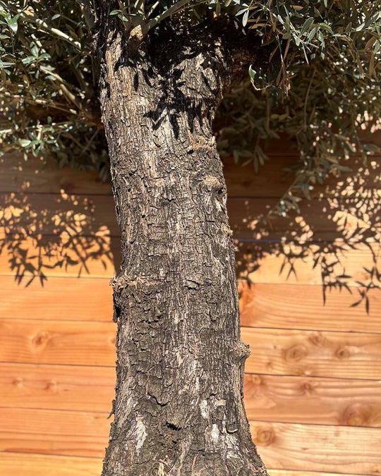 Olivenbaum „Elegante“ (F17)
