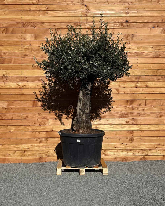 Olivenbaum „Elegante“ (F17)