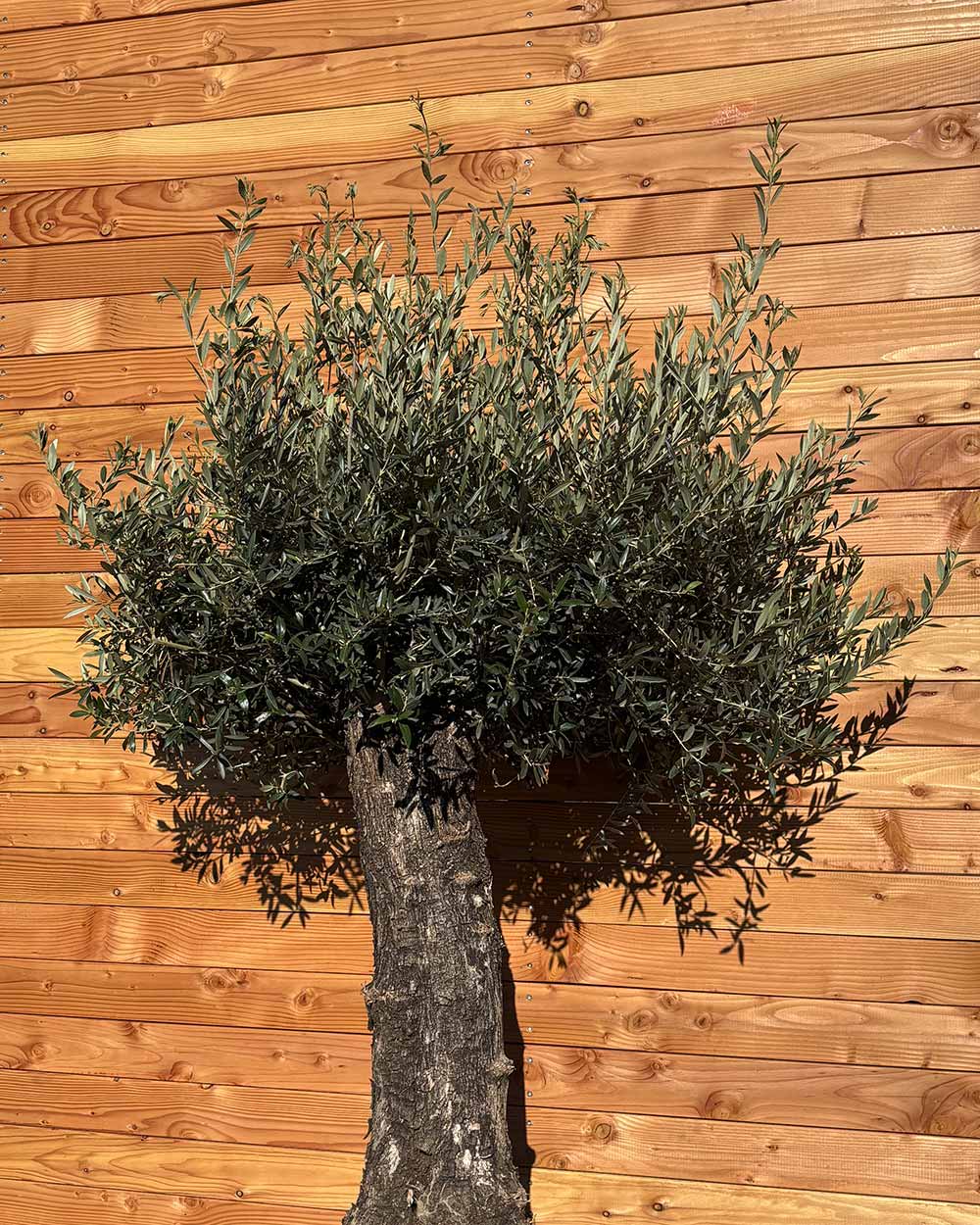 Olivenbaum „Elegante“ (F17)