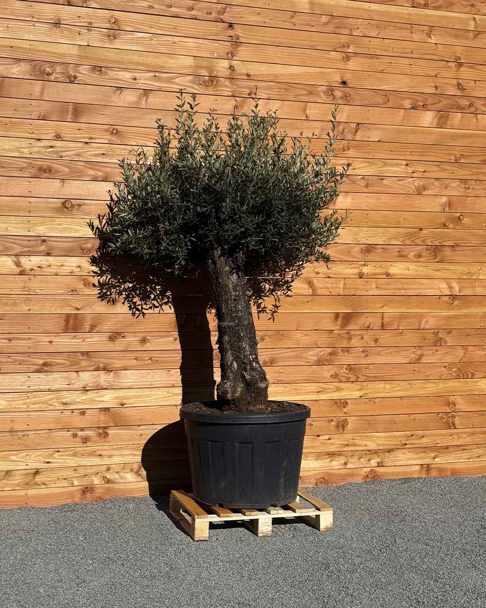 Olivenbaum „Elegante“ (F17)