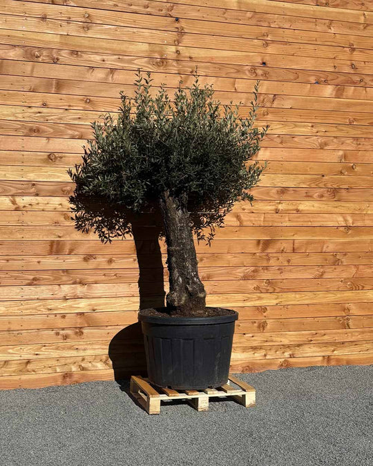 Olivenbaum „Elegante“ (F17)