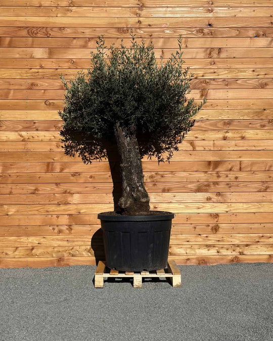 Olivenbaum „Elegante“ (F17)