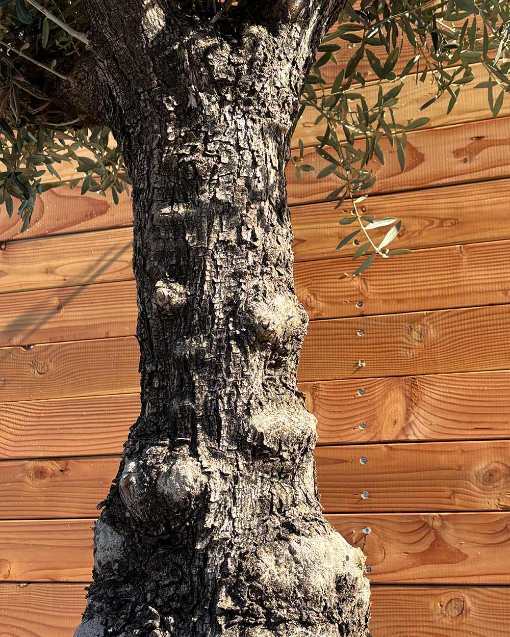 Olivenbaum „Elegante“ (F18)
