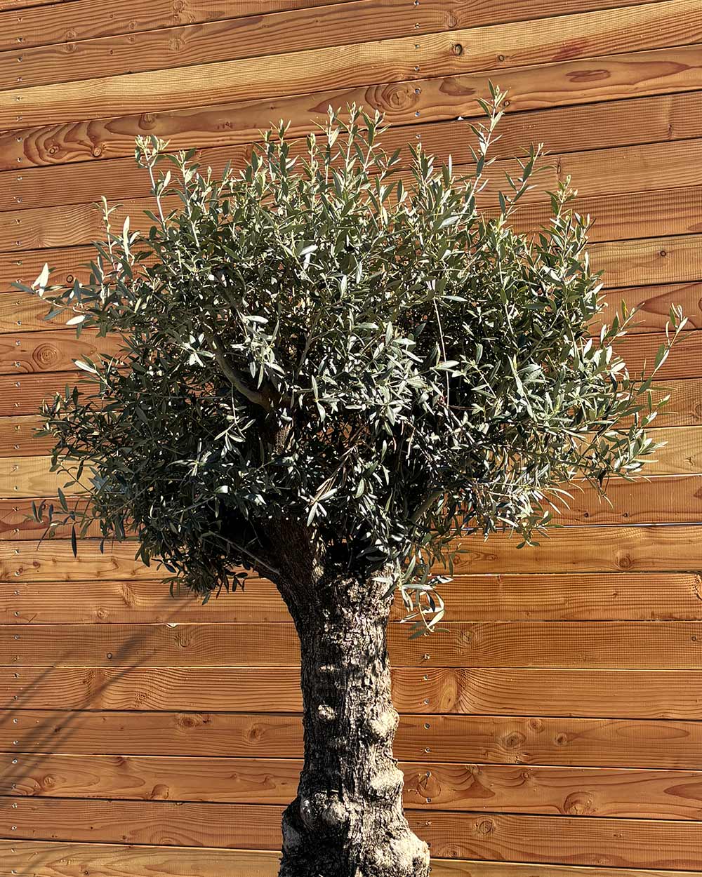 Olivenbaum „Elegante“ (F18)