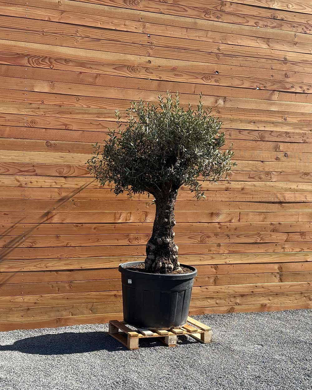 Olivenbaum „Elegante“ (F18)