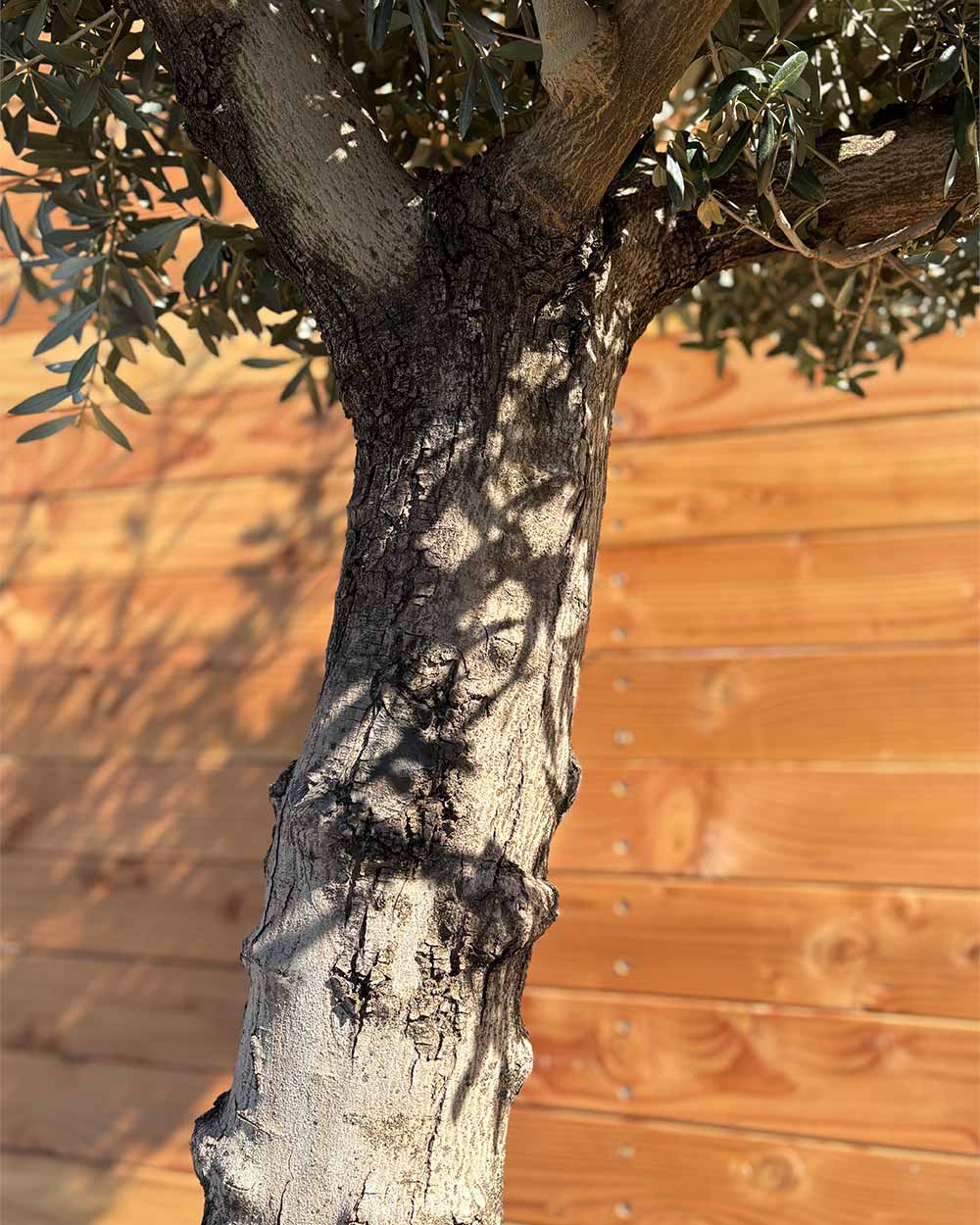 Olivenbaum „Elegante“ (F19)
