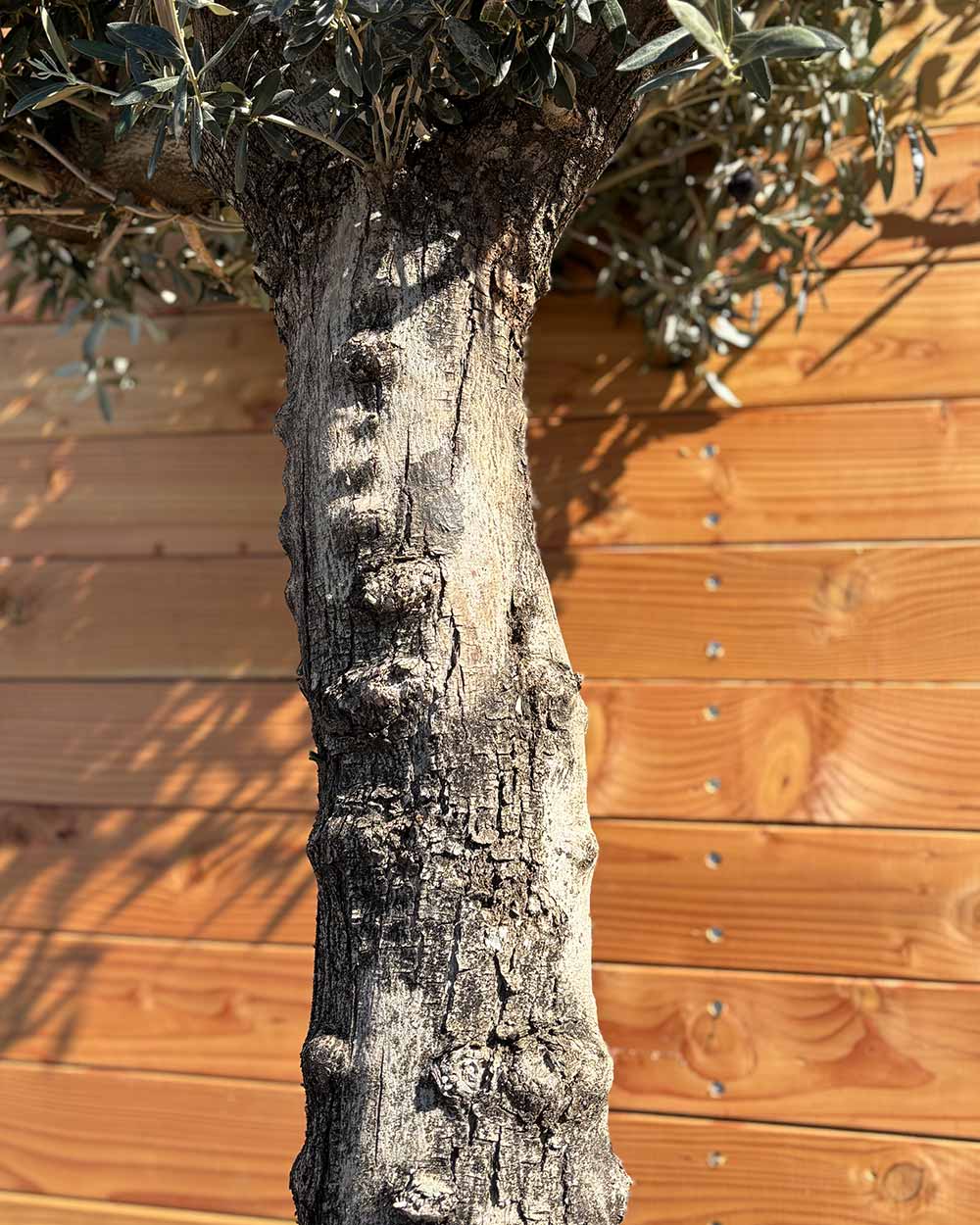 Olivenbaum „Elegante“ (F19)