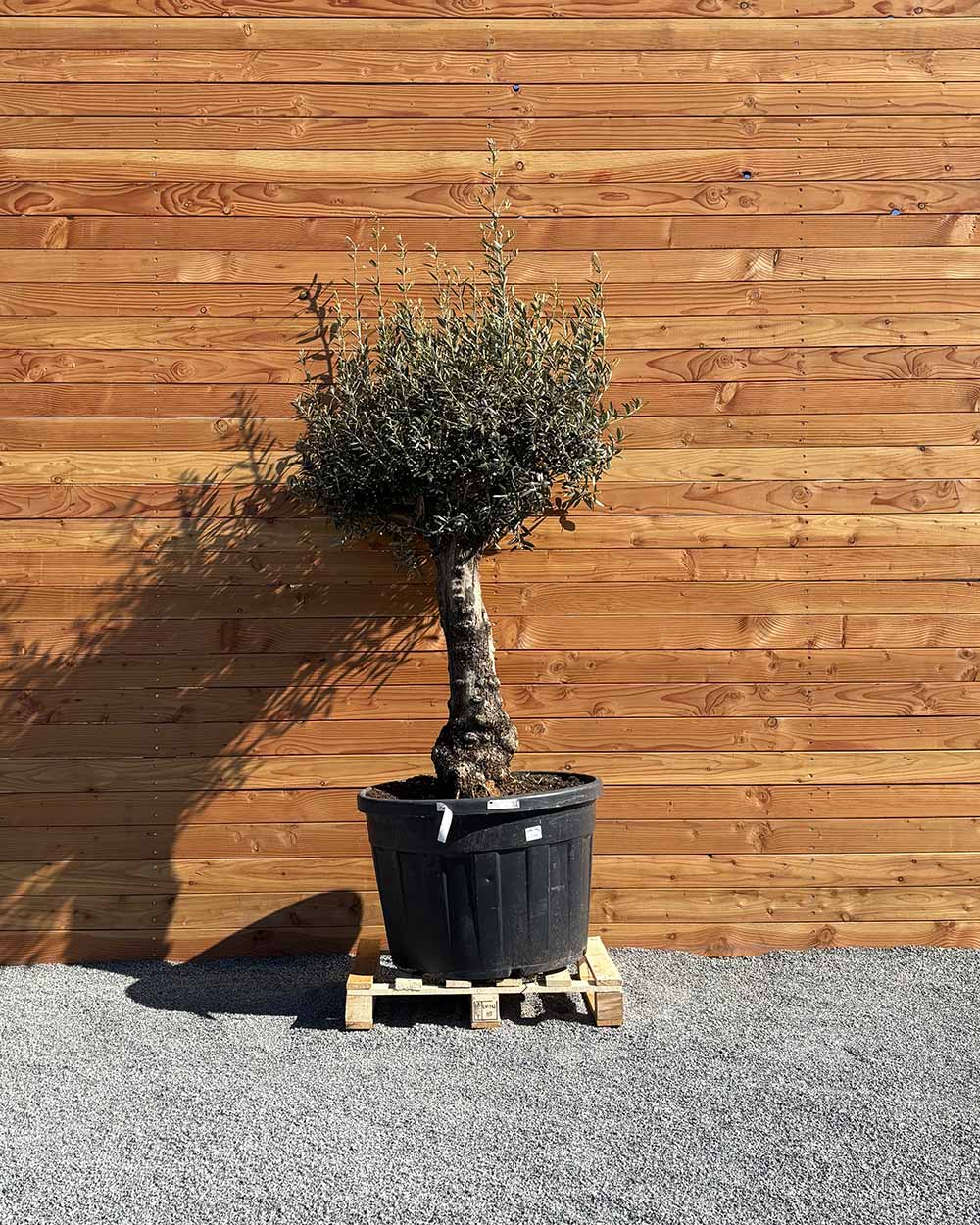 Olivenbaum „Elegante“ (F19)