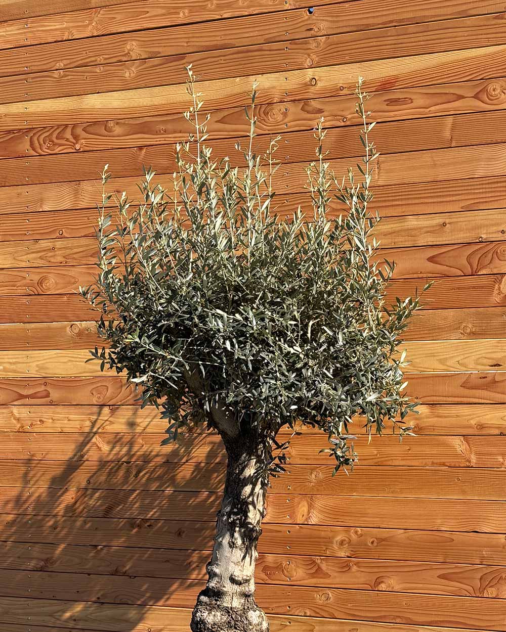 Olivenbaum „Elegante“ (F19)