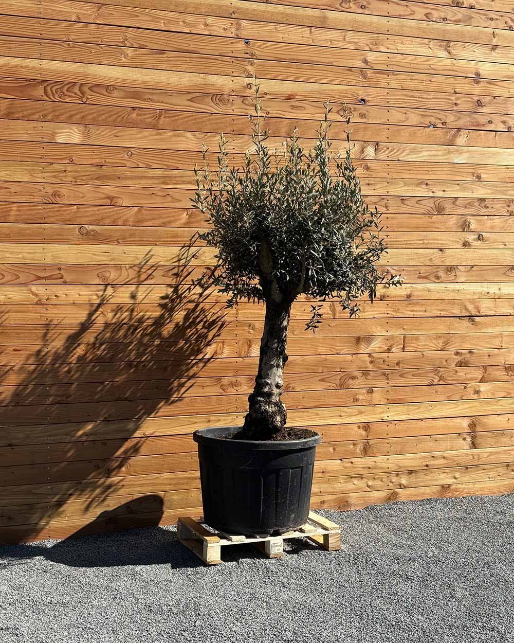 Olivenbaum „Elegante“ (F19)