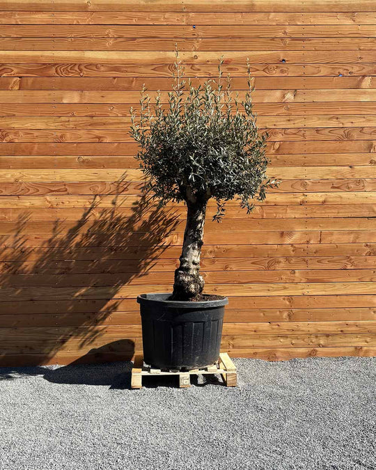 Olivenbaum „Elegante“ (F19)