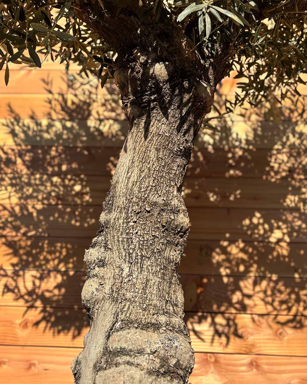 Olivenbaum „Elegante“ (F2)
