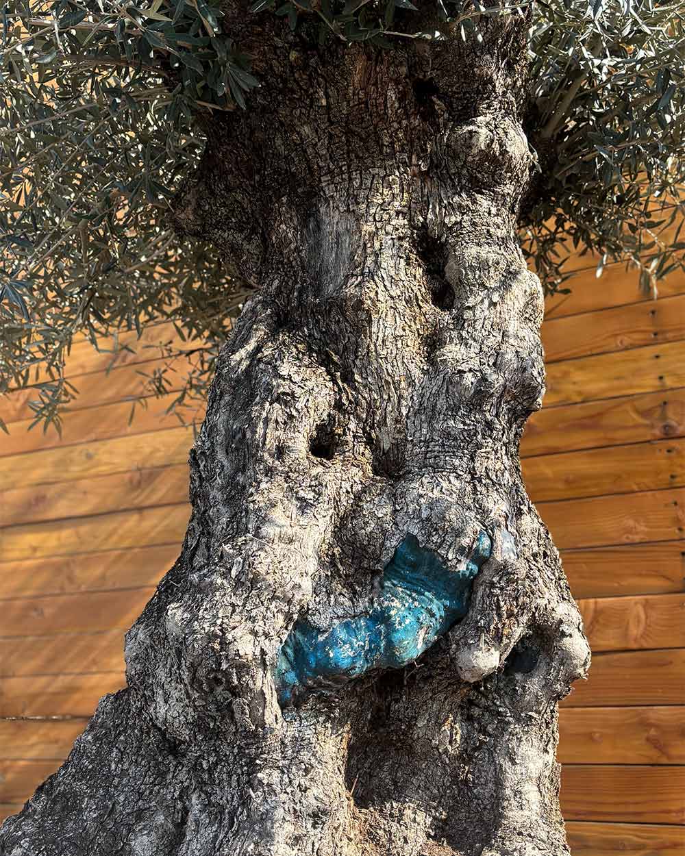 Olivenbaum – Olea europaea ‘Hojiblanca’ (Netz) (Colosso) (F2)