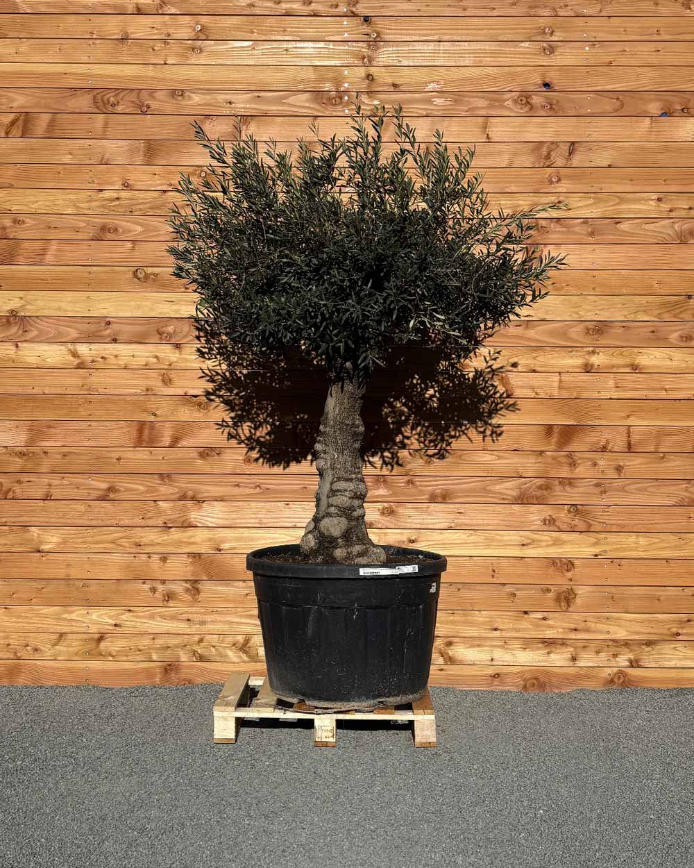 Olivenbaum „Elegante“ (F2)