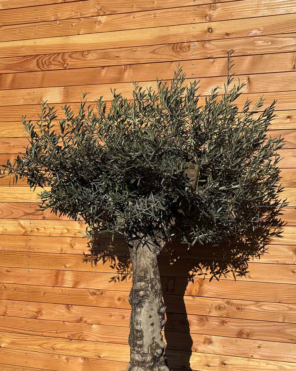 Olivenbaum „Elegante“ (F2)