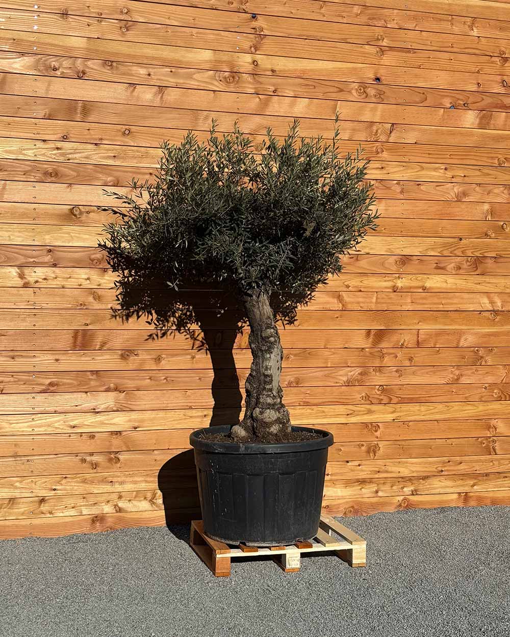 Olivenbaum „Elegante“ (F2)