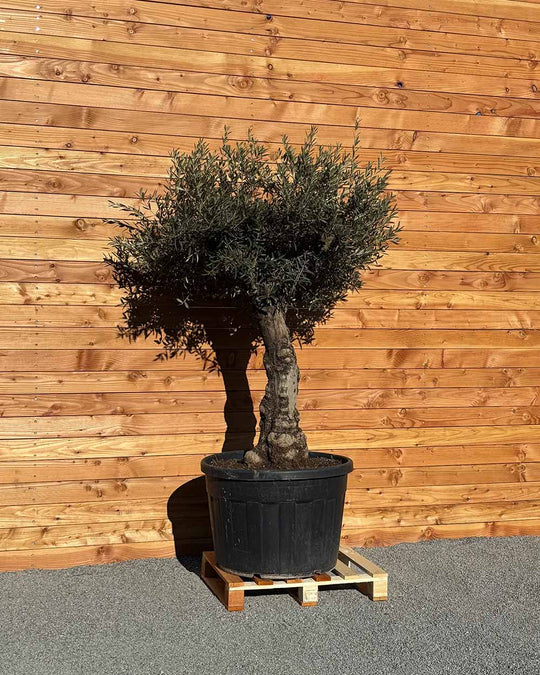 Olivenbaum „Elegante“ (F2)