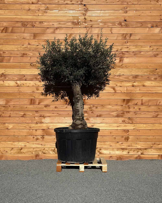Olivenbaum „Elegante“ (F2)