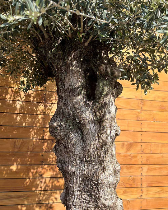 Olivenbaum – Olea europaea ‘Hojiblanca’ (Netz) (Colosso) (F21)