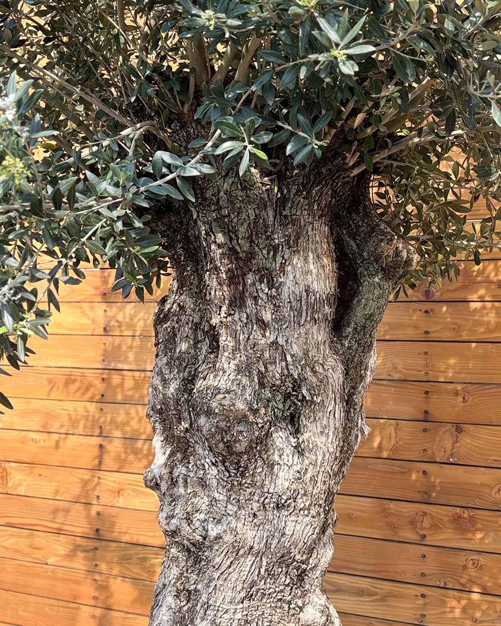 Olivenbaum – Olea europaea 'Hojiblanca' (Netz) (Colosso) (F21) – Blupf by  Kitzinger