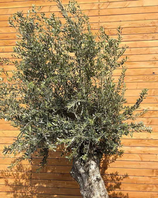 Olivenbaum – Olea europaea ‘Hojiblanca’ (Netz) (Colosso) (F21)