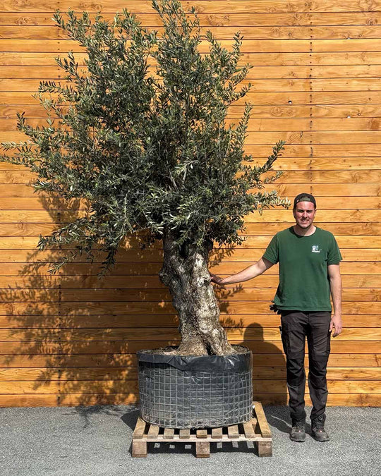 Olivenbaum – Olea europaea ‘Hojiblanca’ (Netz) (Colosso) (F21)