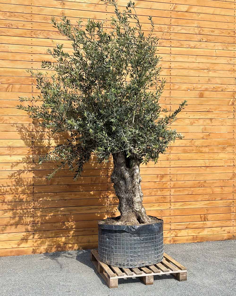 Olivenbaum – Olea europaea ‘Hojiblanca’ (Netz) (Colosso) (F21)