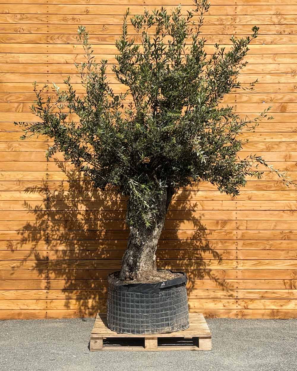Olivenbaum – Olea europaea ‘Hojiblanca’ (Netz) (Colosso) (F21)