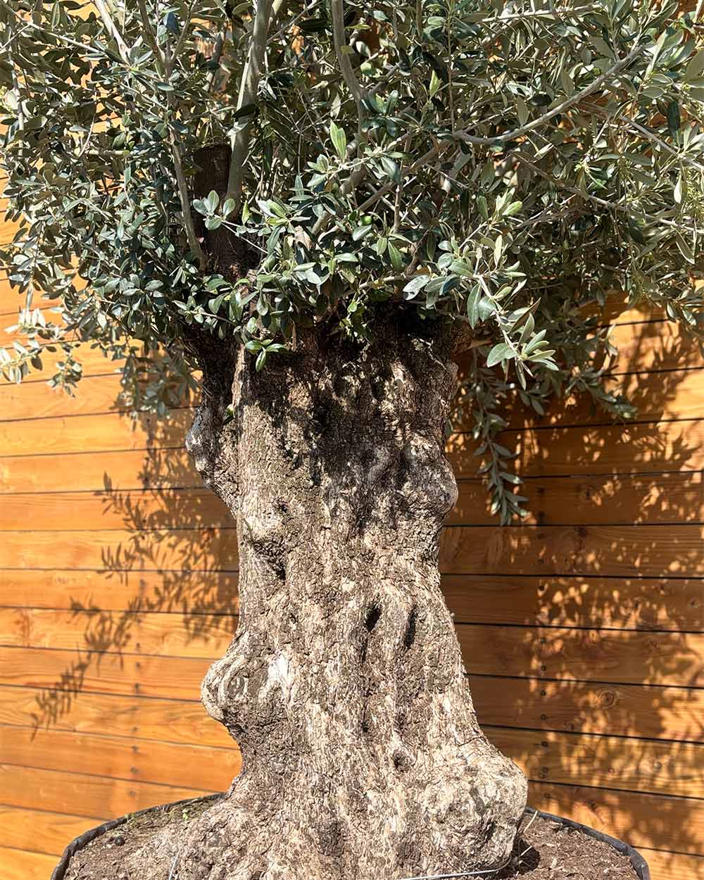 Olivenbaum – Olea europaea 'Hojiblanca' (Netz) (Colosso) (F22) – Blupf by  Kitzinger