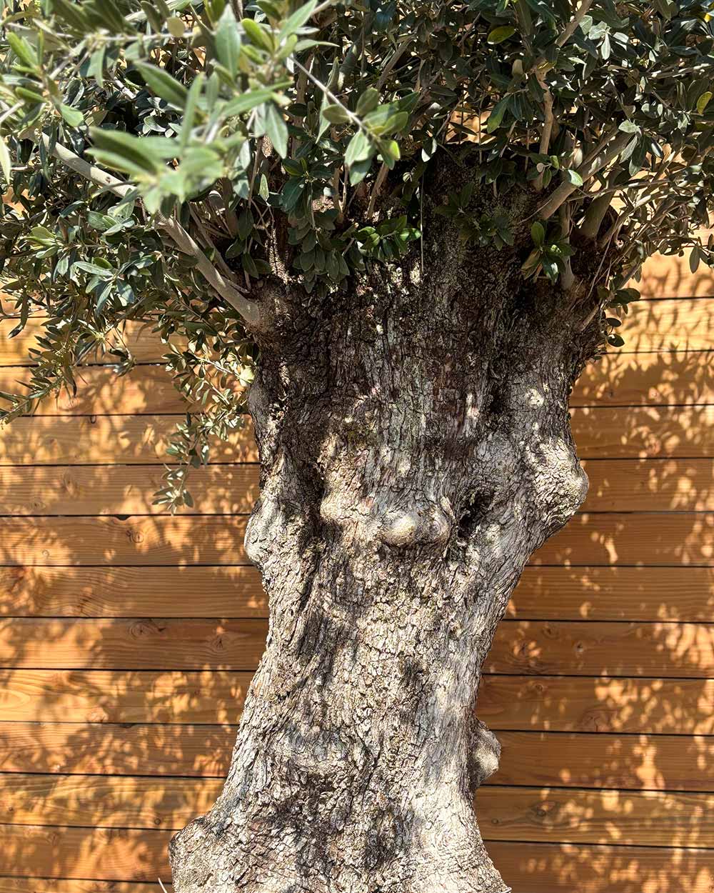 Olivenbaum – Olea europaea 'Hojiblanca' (Netz) (Colosso) (F22) – Blupf by  Kitzinger