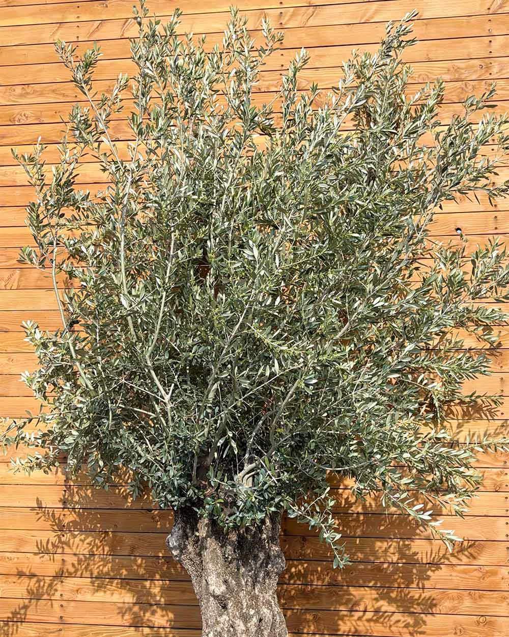 Olivenbaum – Olea europaea 'Hojiblanca' (Netz) (Colosso) (F22) – Blupf by  Kitzinger