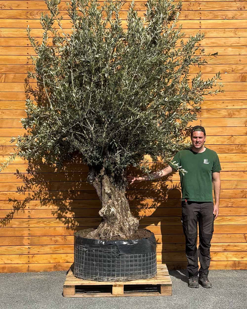 Olivenbaum – Olea europaea 'Hojiblanca' (Netz) (Colosso) (F22) – Blupf by  Kitzinger