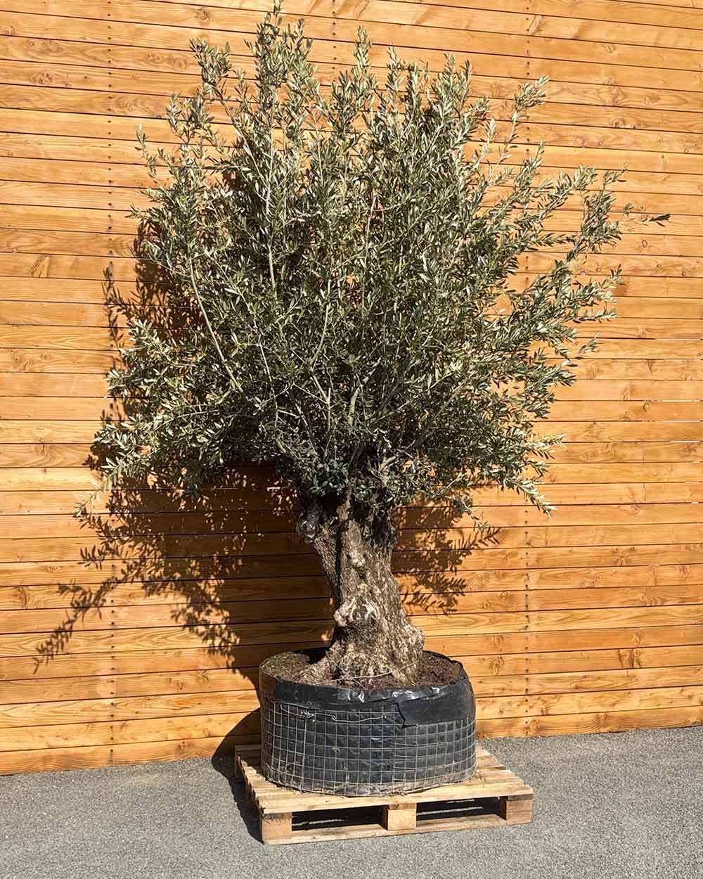 Olivenbaum – Olea europaea 'Hojiblanca' (Netz) (Colosso) (F22) – Blupf by  Kitzinger