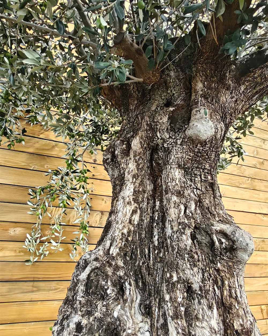 Olivenbaum – Olea europaea ‘Hojiblanca’ (Netz) (Colosso) (F23)