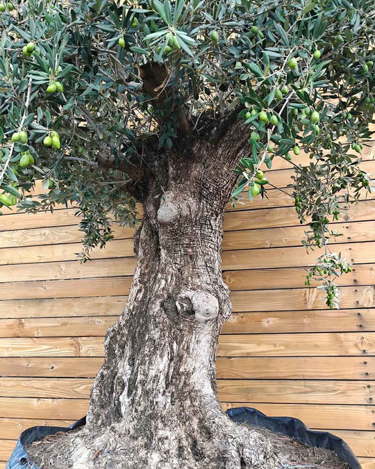 Olivenbaum – Olea europaea ‘Hojiblanca’ (Netz) (Colosso) (F23)