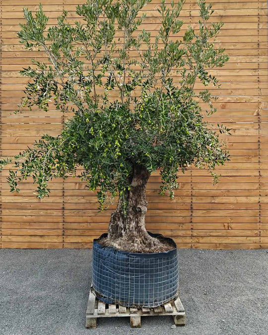 Olivenbaum – Olea europaea ‘Hojiblanca’ (Netz) (Colosso) (F23)