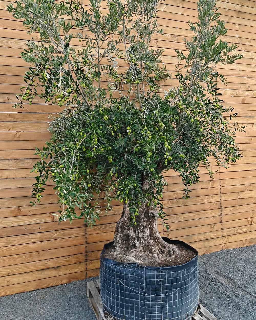 Olivenbaum – Olea europaea ‘Hojiblanca’ (Netz) (Colosso) (F23)