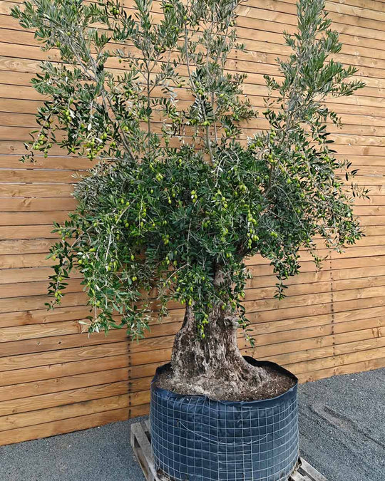 Olivenbaum – Olea europaea ‘Hojiblanca’ (Netz) (Colosso) (F23)