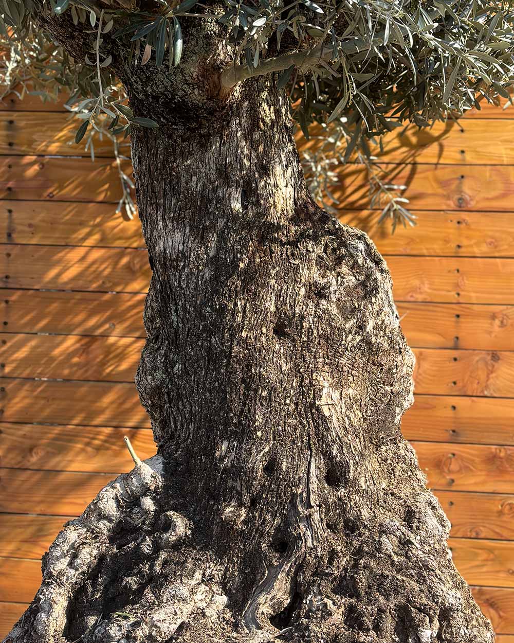 Olivenbaum – Olea europaea ‘Hojiblanca’ (Netz) (Colosso) (F3)