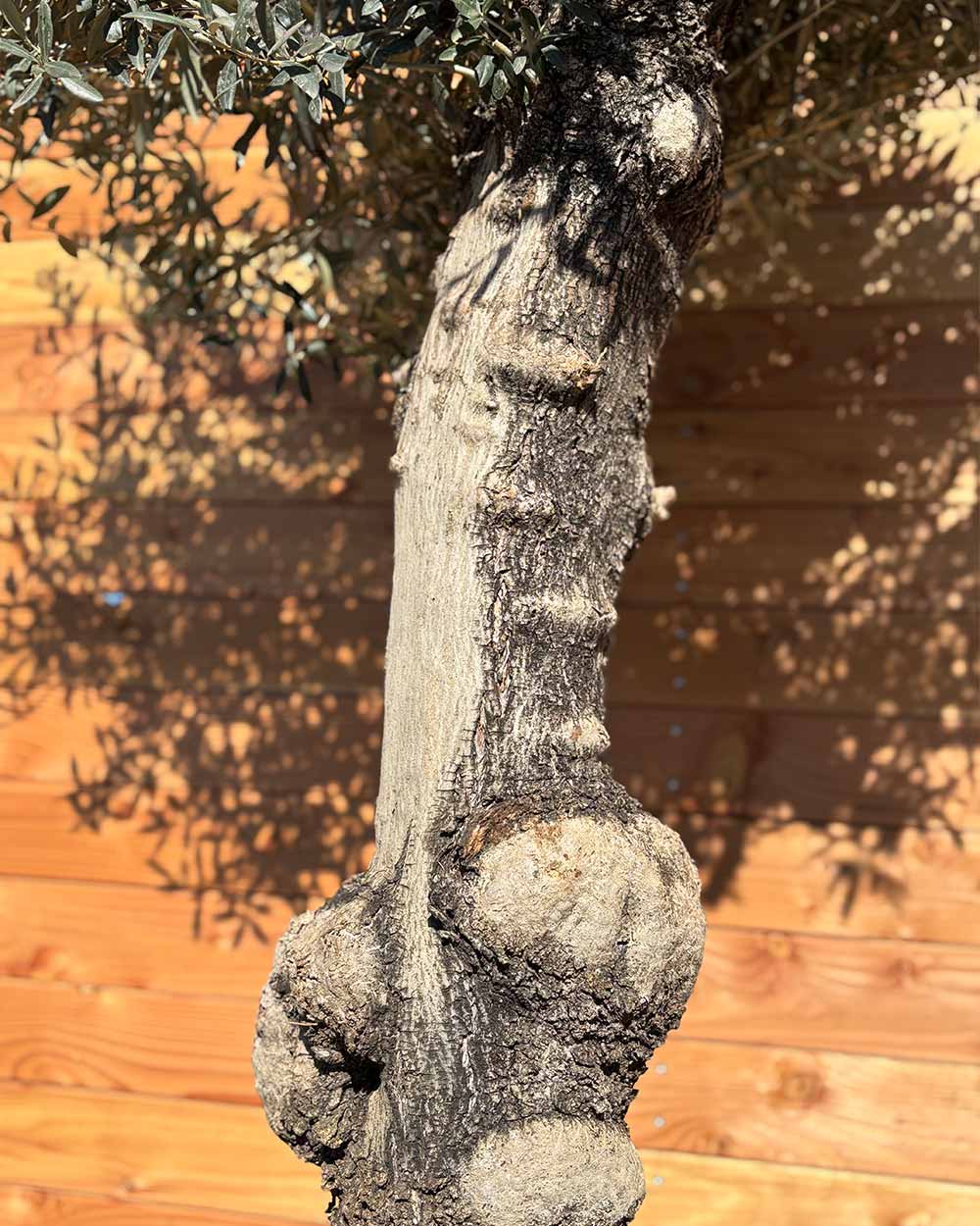 Olivenbaum „Elegante“ (F3)