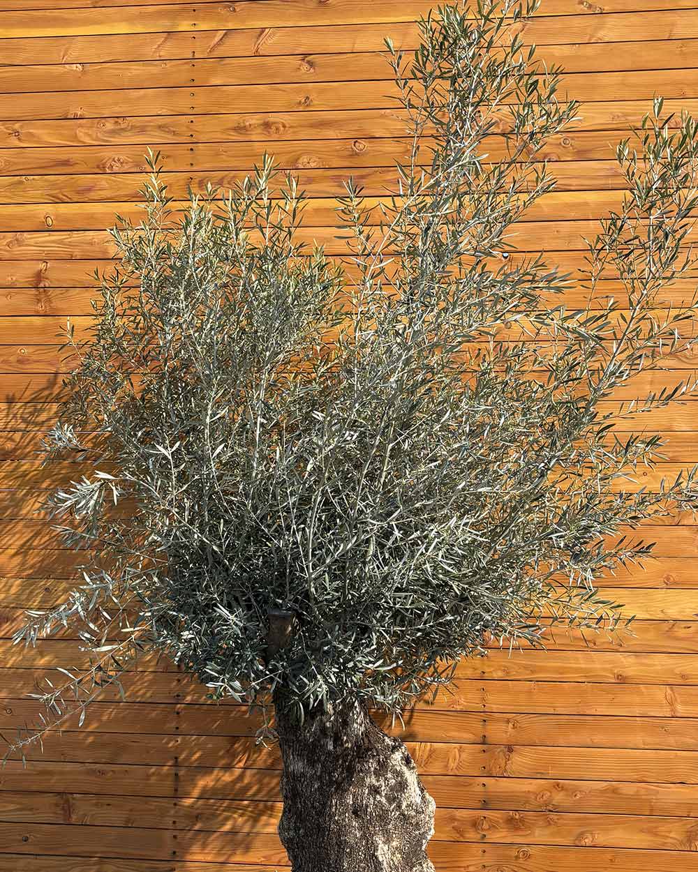 olivenbaum hojiblanca Olivenbaum – Olea europaea ‘Hojiblanca’ (Netz) (Colosso) (F3)