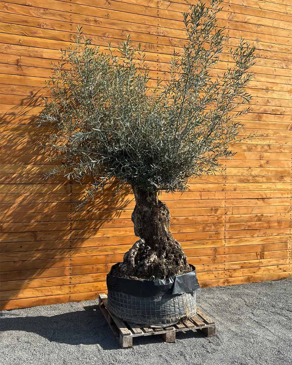 lebensbaum olivenbaum Olivenbaum – Olea europaea ‘Hojiblanca’ (Netz) (Colosso) (F3)