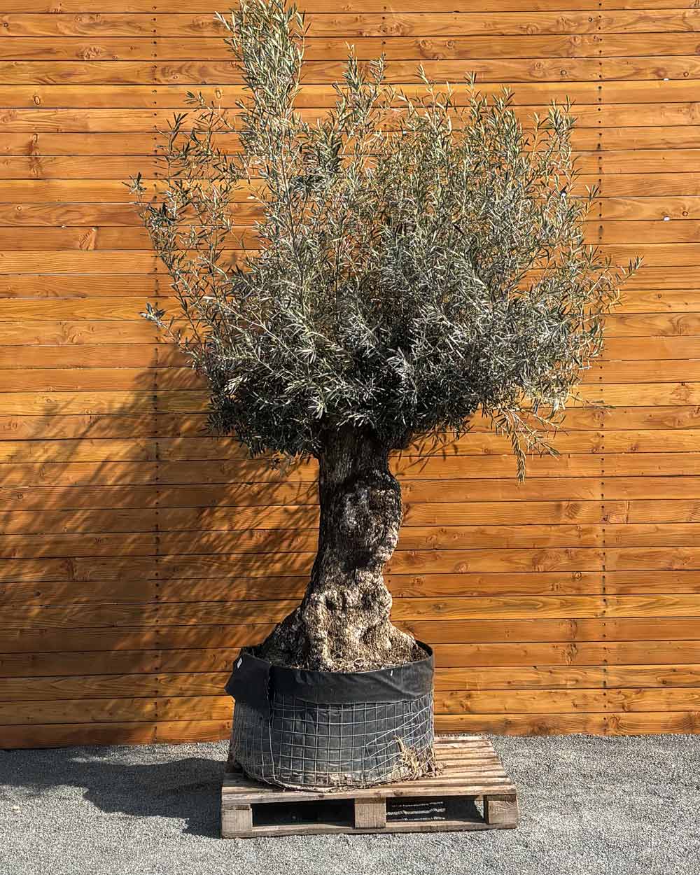 Olivenbaum – Olea europaea ‘Hojiblanca’ (Netz) (Colosso) (F3)